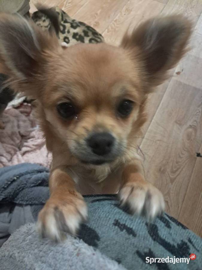 Szczeniak chihuahua Chihuahua sprzedam