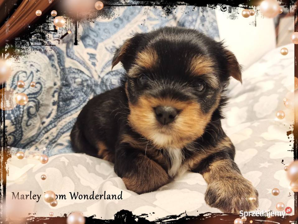 Marley YORK Black And Tan Piękny piesek Rodowód Wrocław