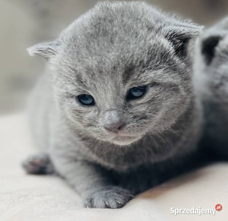 Kocięta Rrosyjskie Niebieskie WCF Łódź sprzedam