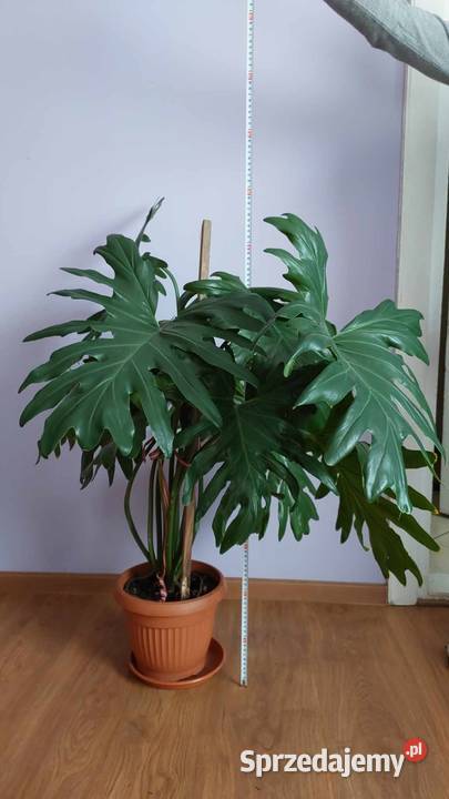Philodendron roślina 100 Pstrągowa sprzedam