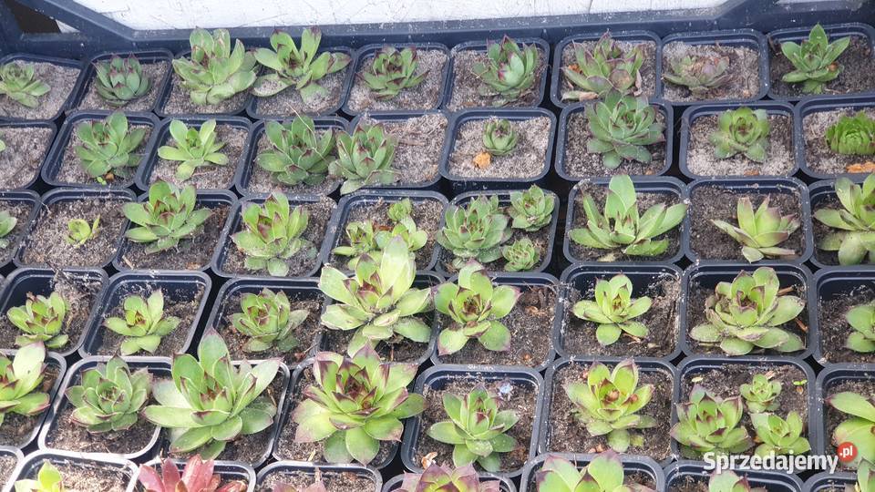 Rojniki na skalniak Łódź