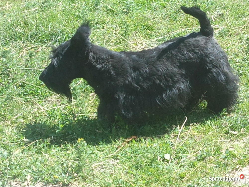 Terierki szkockie westy Stargard Szczeciński sprzedam