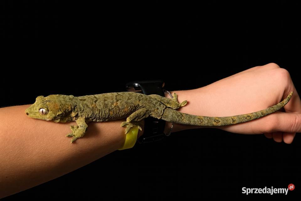 Mniarogekko chahoua mailand redgreen Gekon Rybnik