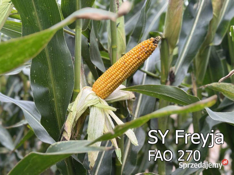 Nasiona kukurydza SY Freyja FAO małopolskie Tarnów sprzedam