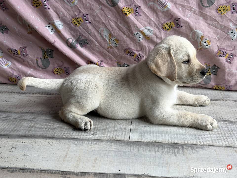 Szczeniaki Labrador Retriever czarne i Żelechlinek
