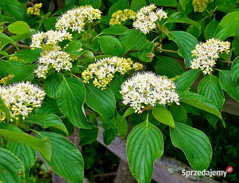 DEREŃ SKRĘTOLISTNY Cornus alternifolia NASIONA Lubanie