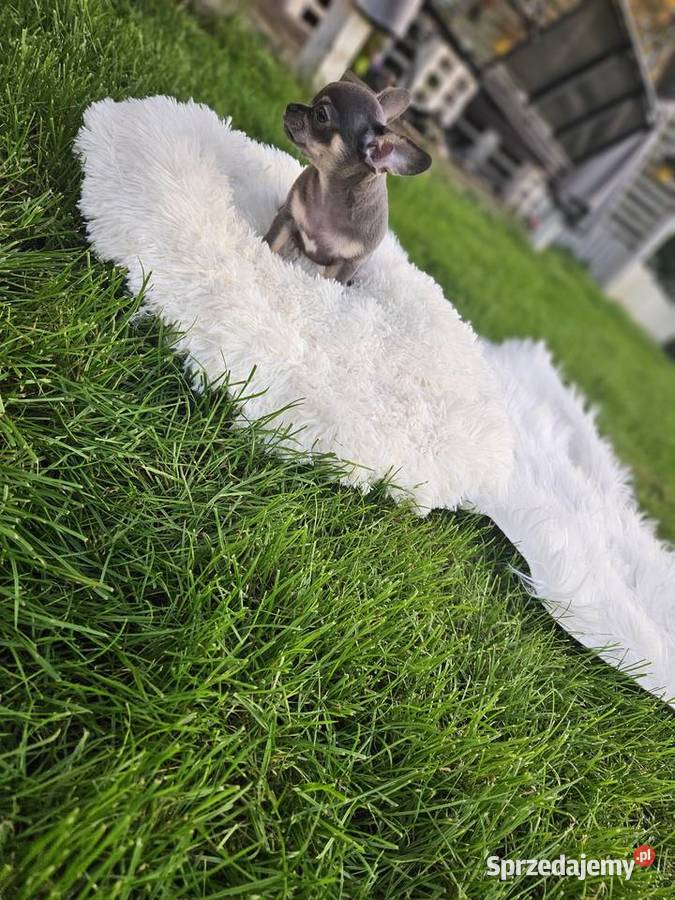 Pieski chihuahua Wrocław