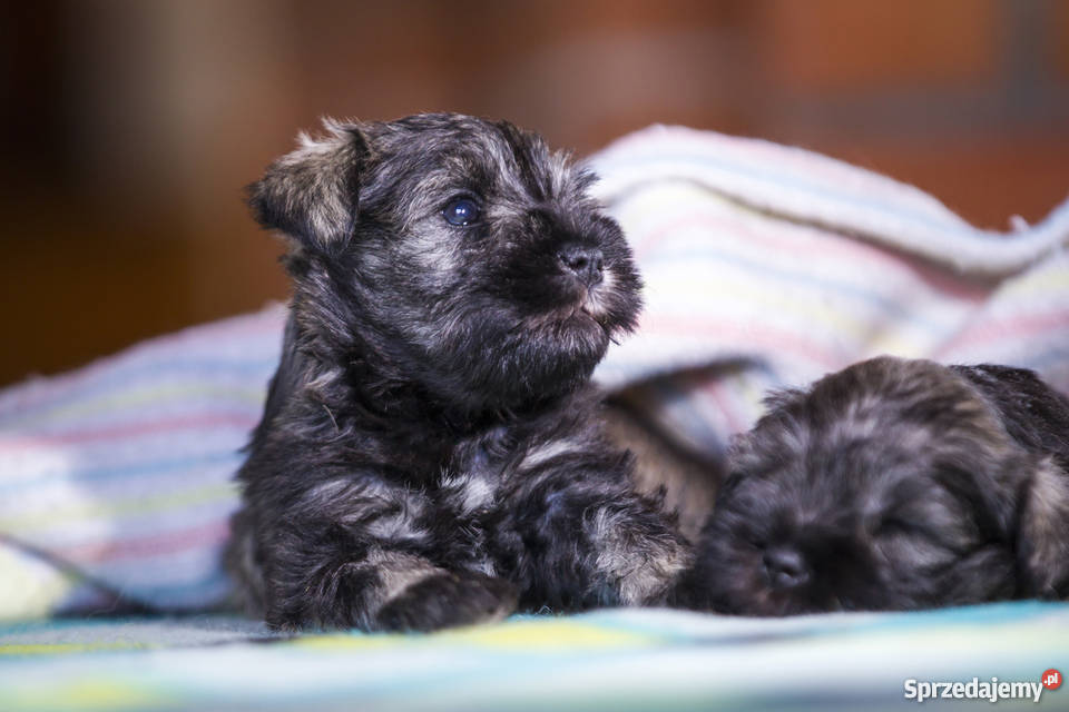 Szczeniaki Sznaucer Miniaturowy Pieprz i Sól