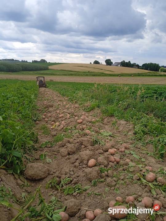 Ziemniaki Szczekociny sprzedam