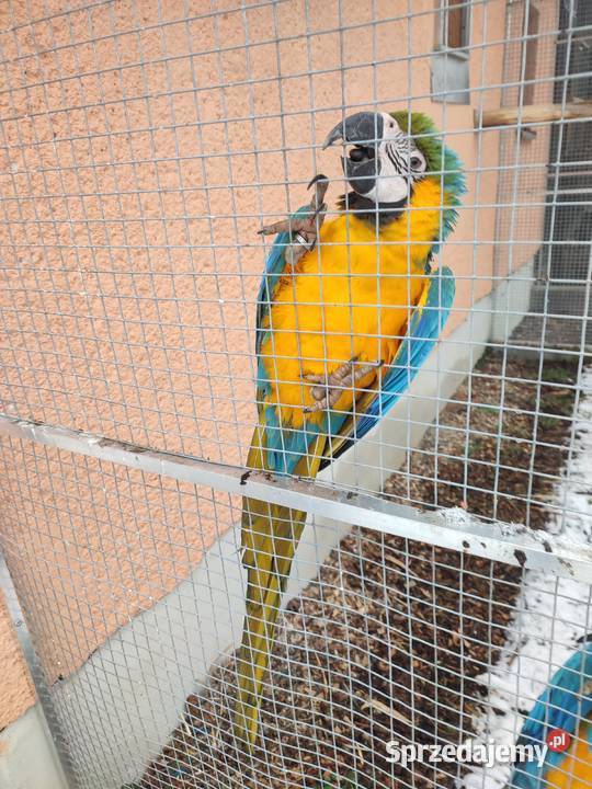 Sprzedam pare Ara Ararauna sprzedam