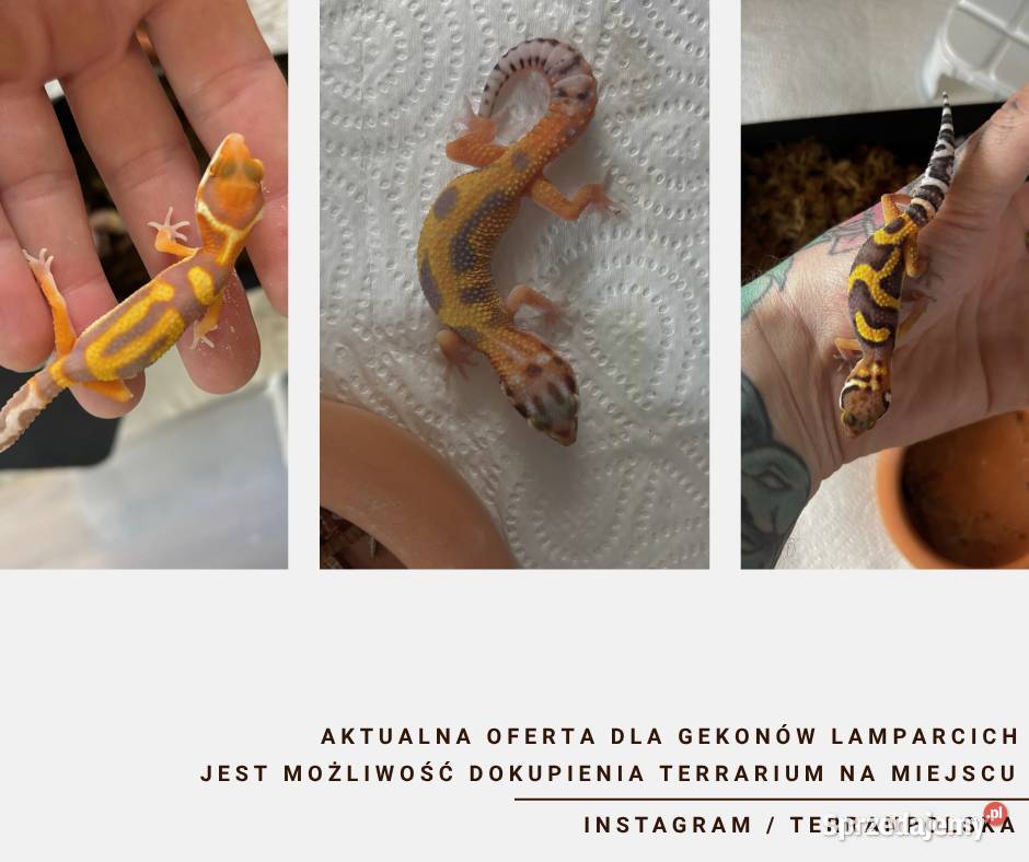Gekony Lamparcie Unikaty mazowieckie Warszawa