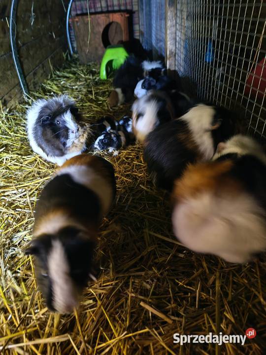 Sprzedam Świnki morskie Zwierzęta Wólka Zastawska