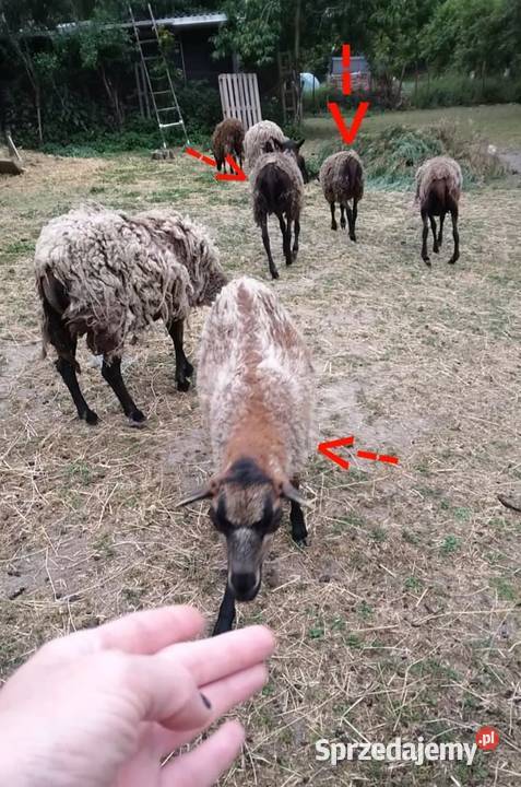 Owce kameruńskie półroczne Owce Drawsko Pomorskie