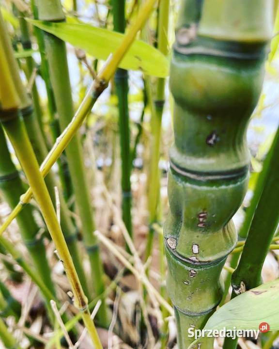 Bambus Phyllostachys Aurea Filostachys Złocisty małopolskie Szczyglice sprzedam