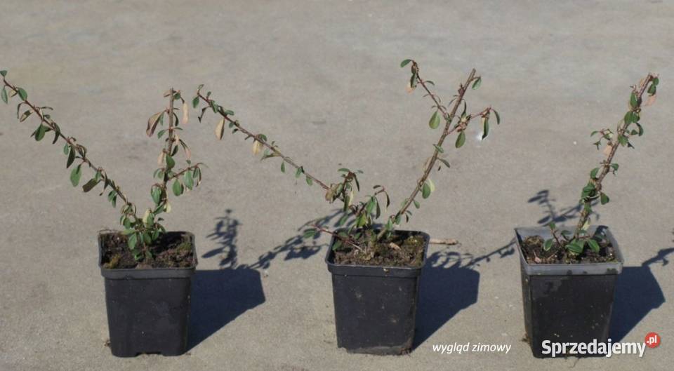 Irga Eichholz zadarnienia skarpy sadzonka w Osiny