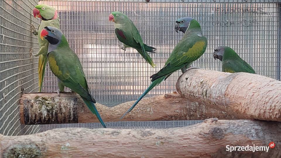 Aleksandretty chińskie para lęgowa i samica z Czarnocin