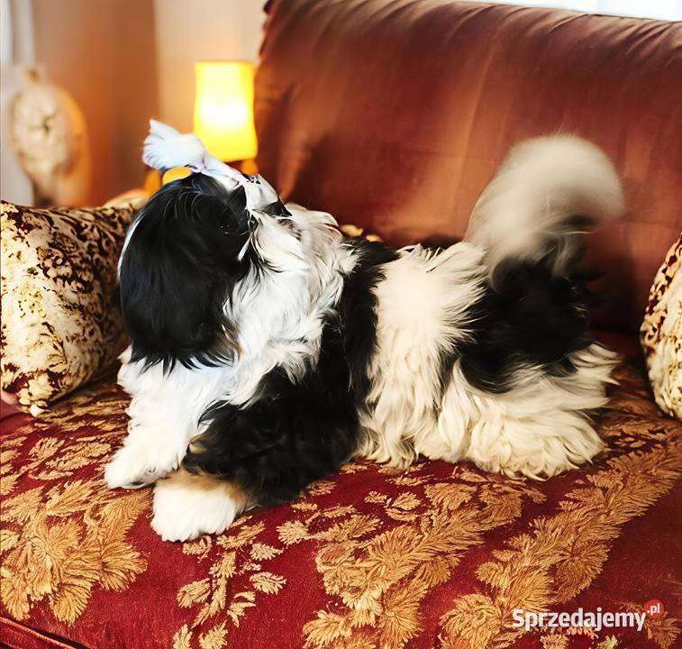 Shih tzu suczka piękna dolnośląskie