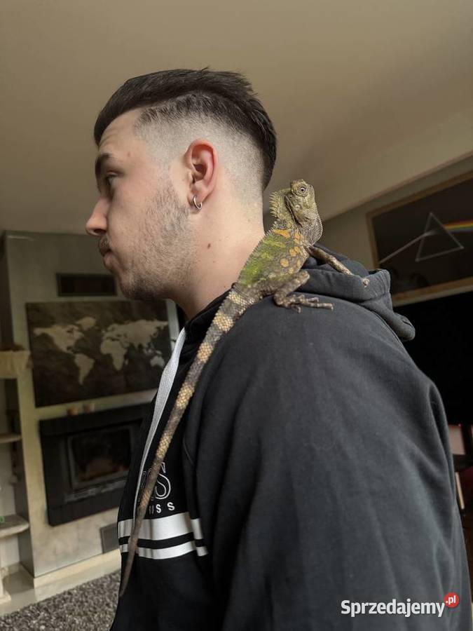 Młoda para agamy kameleonowatej Gdańsk