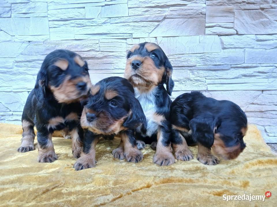 Śliczne Szczenięta Cocker Spaniel Angielski