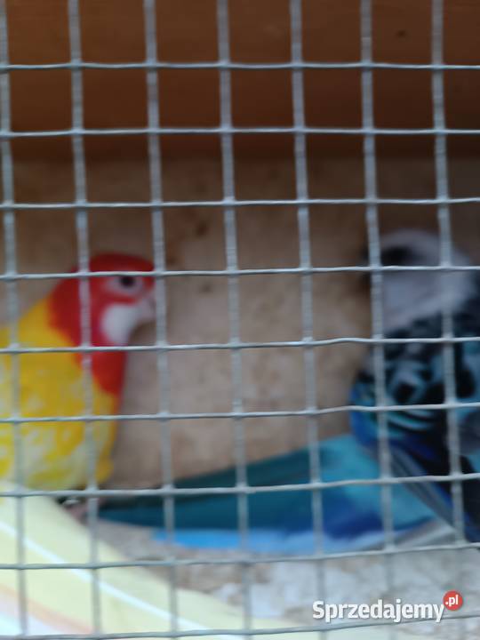 Parę nierozłączek rozella lutino Ptaki Opole