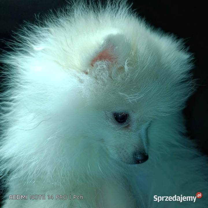 Szpic miniaturowy Przepiękny maluchr Warszawa