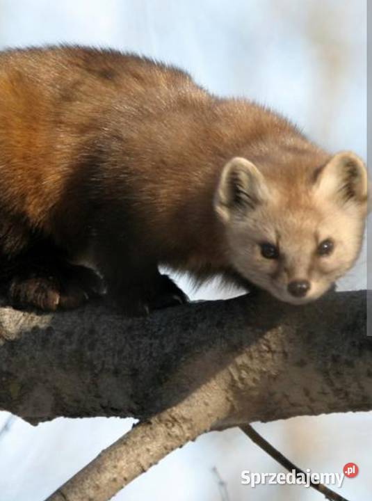 Zwalczanie Kun innych szkodników Gostyń