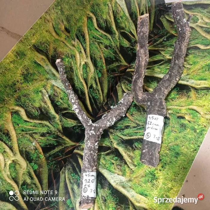 Gałęzie korkowe do terrarium różne kształty i Terrarystyka wielkopolskie Ostrów Wielkopolski sprzedam
