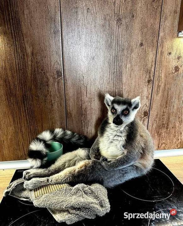 Oswojone Lemury Katta łac Lemur Catta piękne