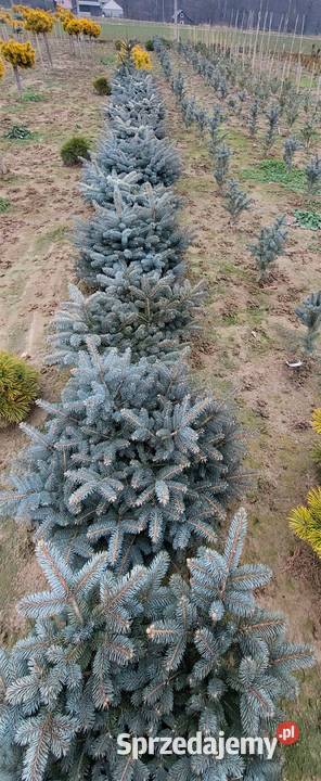 Świerk kłujący Glauka Globosa Średnica 100120 Skała