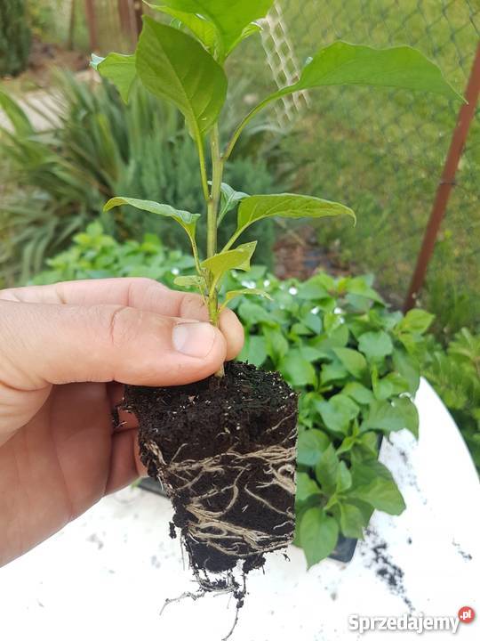 Sadzonki chili Carolina Reaper Lublin