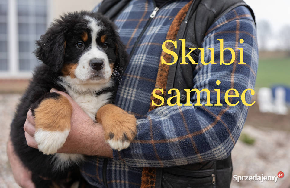 Szczeniaki Berneński Pies Pasterki Podlasie Suwałki
