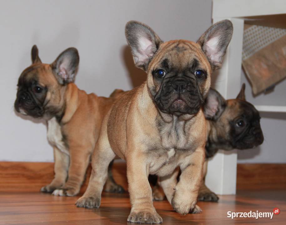 Buldog Francuski szczeniaki Kędzierzyn-Koźle
