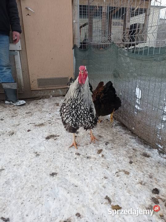 Stadko Wyandotte srebrnołuskowane Turobin