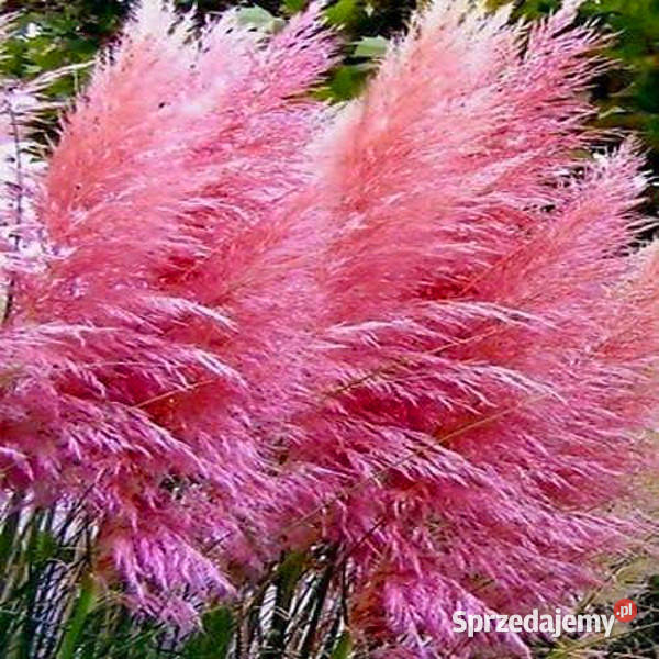 TRAWA PAMPASOWA RÓŻOWA Rosea sadzonki w Ustronie