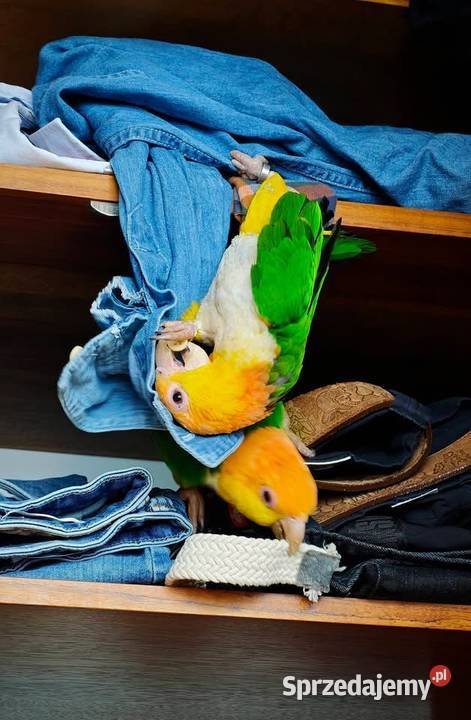 Pisklaki kakadubarwinka ręcznie karmione