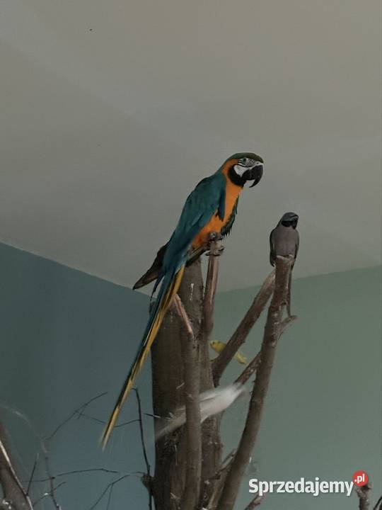 Ara z DNA Ptaki Łask sprzedam