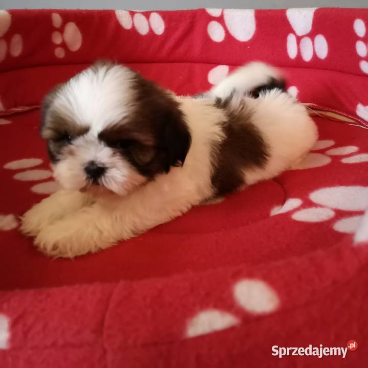 Szczenięta rasy SHIH TZU Biało Czarne Tricolor Szczecinek sprzedam