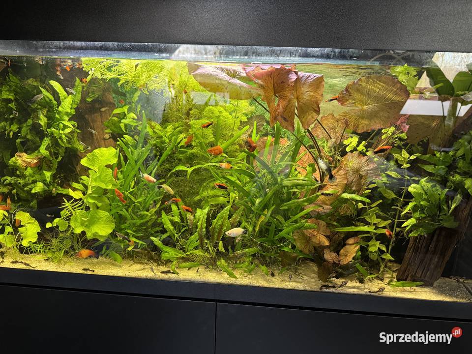 Sprzedam zestaw akwarium plus szafka plus życie Ryby dolnośląskie Świdnica sprzedam