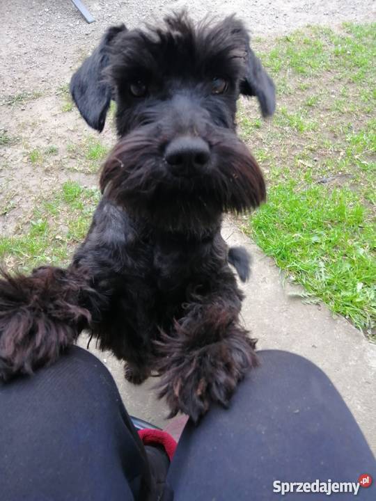 Sznaucer Miniaturowy śląskie Zawiercie