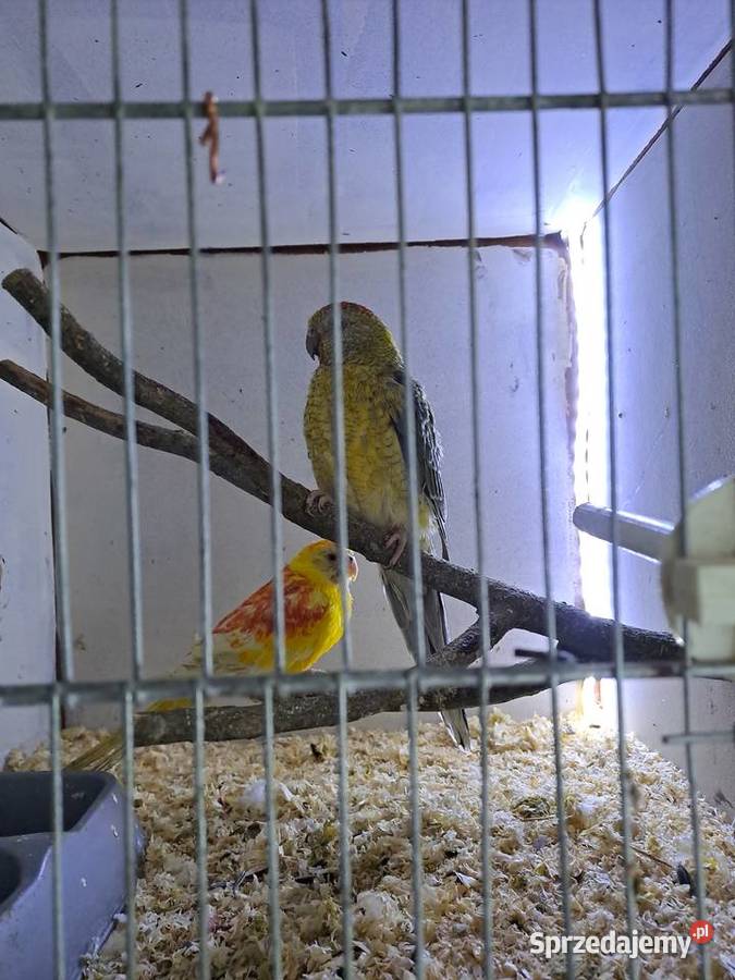 Papugi swiergoty sprzedam