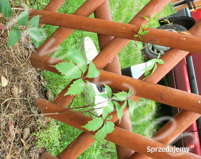 WINOBLUSZCZ Parthenocissus quinquefolia NASIONA Lubanie sprzedam