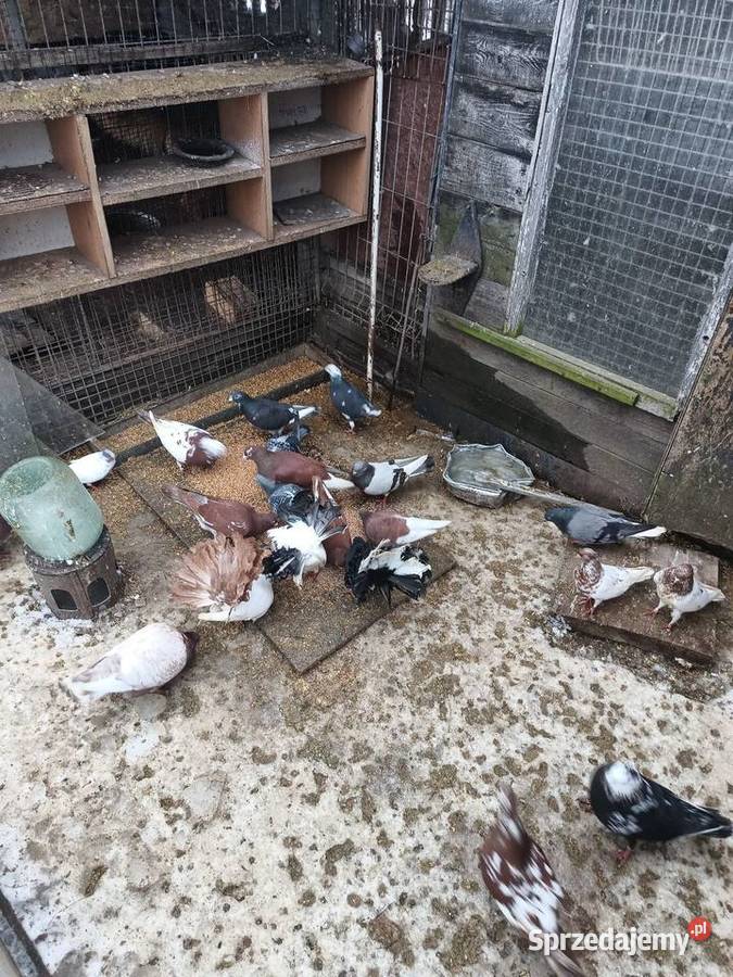Gołębie sprzedam