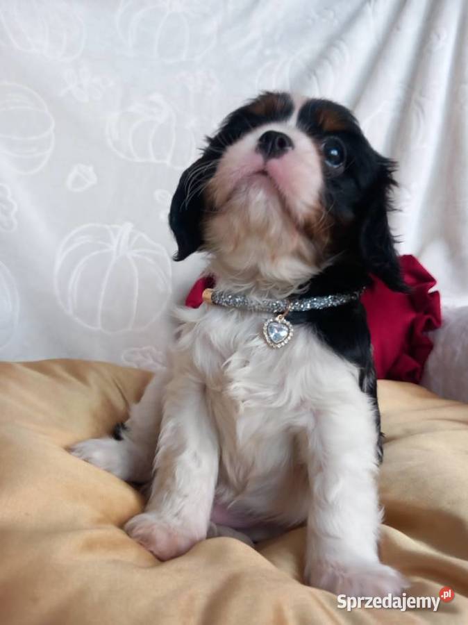 Cavalier King Charles Spaniel Strzelce Opolskie