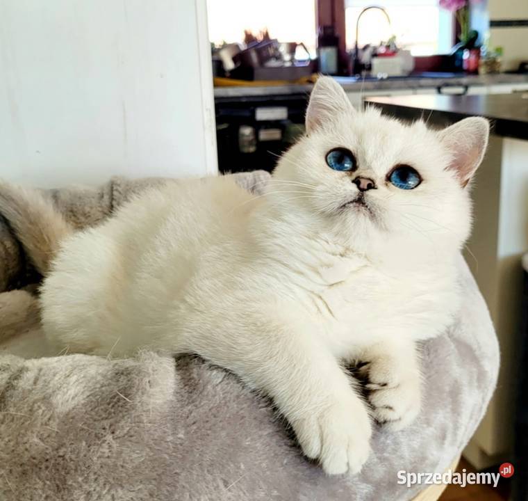 Kocięta Brytyjskie Srebrne srebrne pointy Zielona Góra