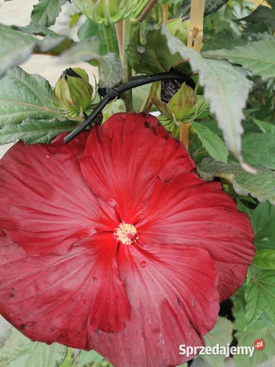 Hibiskus bagienny Pozostałe mazowieckie Chrzanowo-Bronisze