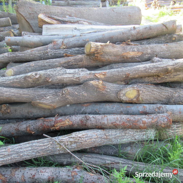 Dąb buk i grab wałkicieńszytańszy Luszowice