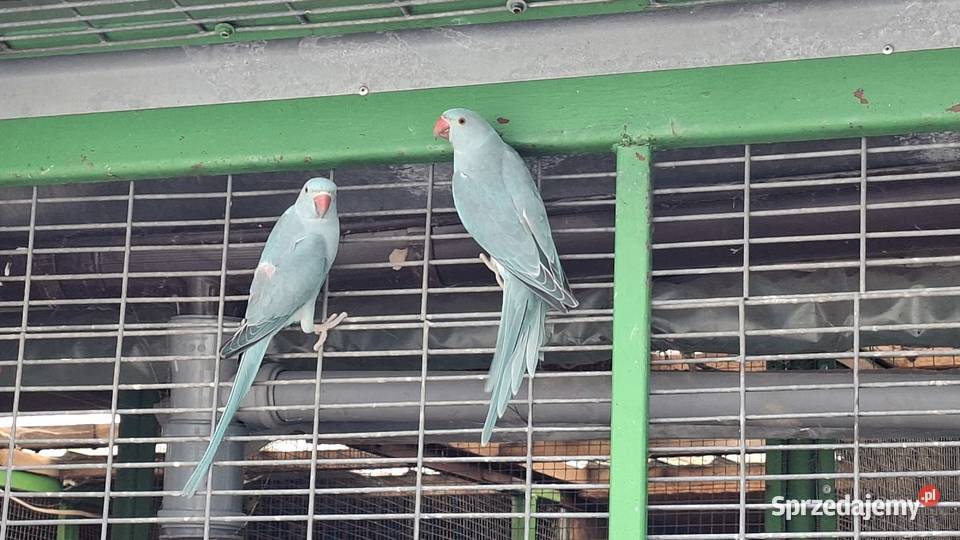 Aleksandretta aleksy aleksandretty obrożna