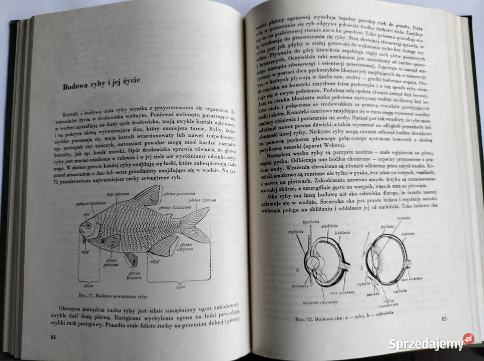 Ryby w akwarium Jerzy Ring Henryk Jakubowski