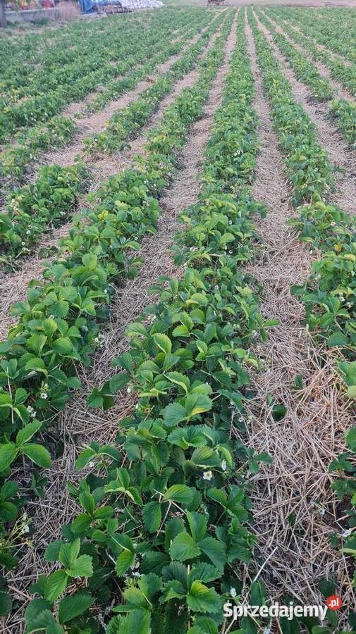 Ścielarka słomy do truskawek Czarnków