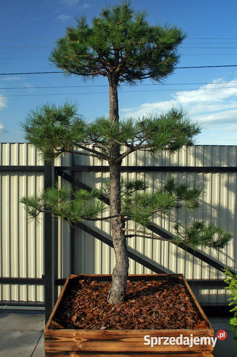 Drzewo Sosna Czarna Niwaki  270cm - 320cm - Pušis Juodoji